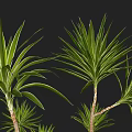 Various Green Garden Plants With Different Heights And Slender Leaves For Landscaping And Decoration