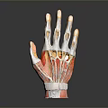 Medical Device Hand Anatomy Model with Skeleton and Muscle Structure 3d model