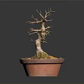 Wooden Bonsai Tree With Stone Accent In Terracotta Pot And Green Moss