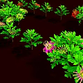 Vibrant Garden Plants Featuring Lush Green Leaves Red Flowers And Yellow Stamens