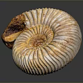 Ammonite Fossil With Spiral Texture And Yellowish White Shell On Dark Background