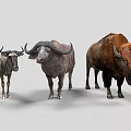 Wildebeest Water Buffalo and Bison Standing Together on White Background