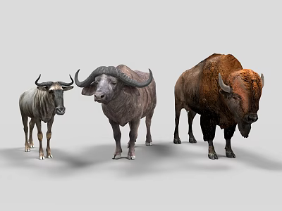 Wildebeest Water Buffalo and Bison Standing Together on White Background 3d model
