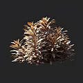 Dense Bronze Leaf Shrub With Lush Foliage In Outdoor Landscape Setting