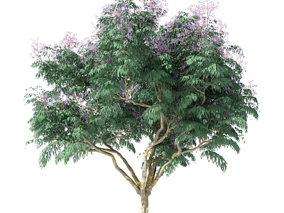Tall Tree With Lush Green Leaves And Purple Flowers In Garden 3d model
