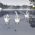 White Swans Swimming On Calm Water With Tree Reflections And Sunset Light