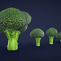 Four Fresh Broccoli Arranged From Large To Small On Dark Blue Background