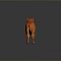 Orange Cat Standing On Gray Surface With Reflection In Studio Setting