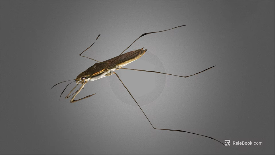 Water Strider Insect With Long Slender Legs And Brown Body On Gray Background 3d model 