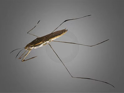 Water Strider Insect With Long Slender Legs And Brown Body On Gray Background 3d model