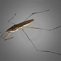Water Strider Insect With Long Slender Legs And Brown Body On Gray Background