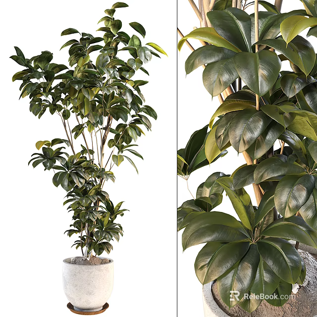 Lush Bonsai Potted Plant With Large Shiny Green Leaves And Healthy Growth 3d model 