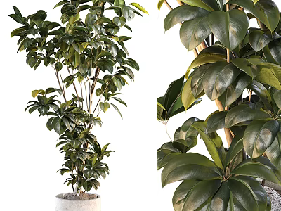 Lush Bonsai Potted Plant With Large Shiny Green Leaves And Healthy Growth 3d model
