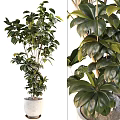 Lush Bonsai Potted Plant With Large Shiny Green Leaves And Healthy Growth