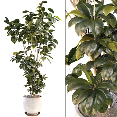 Lush Bonsai Potted Plant With Large Shiny Green Leaves And Healthy Growth 3d model