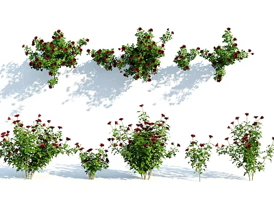modern bush rose 3d model