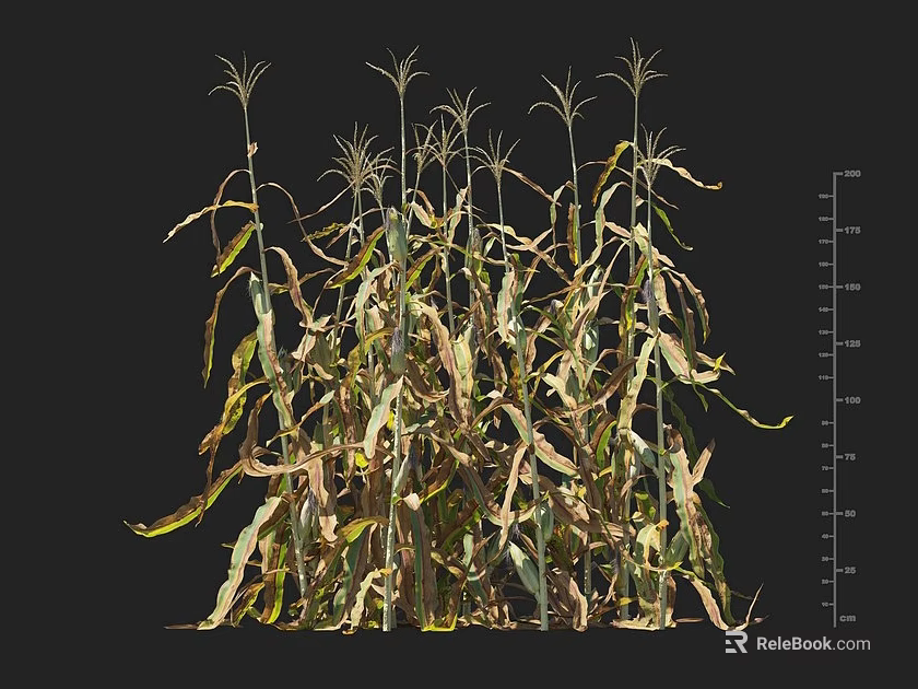 Corn Plants With Height Measurement Ruler Showing Growth Scale And Green Leaves 3d model 