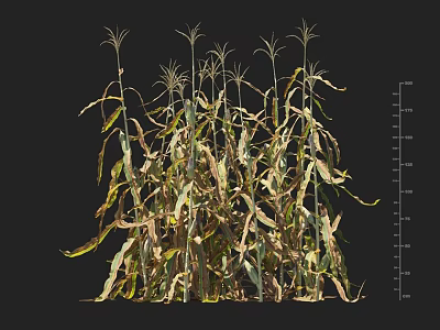 Corn Plants With Height Measurement Ruler Showing Growth Scale And Green Leaves 3d model