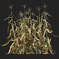 Corn Plants With Height Measurement Ruler Showing Growth Scale And Green Leaves