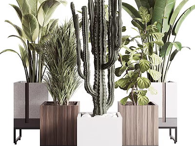 Indoor Potted Plants Collection With Cactus Leafy Greens And Wooden White Pots On Stands 3d model