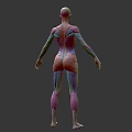 Detailed Human Muscle Anatomy Medical Device For Educational Use With Colorful Layers