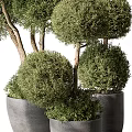Green Topiary Potted Plants With Neatly Trimmed Spherical Shapes In Gray Planters