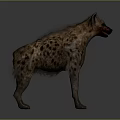 Spotted Hyena Standing in Side View With Brown Fur Blood on Mouth and Gray Background