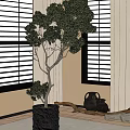 Bonsai Tree in Dark Planter by Window with Blinds and Black Vases Wooden Decor
