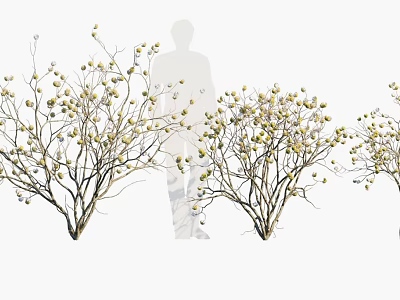 Ornamental Trees with White Flower Buds and Delicate Branches in Landscape 3d model