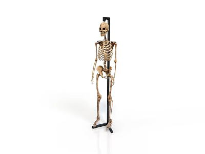 Animal Skeleton Model On Support Stand In Standing Position Against White Background 3d model