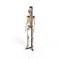 Animal Skeleton Model On Support Stand In Standing Position Against White Background