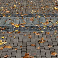 Colorful Autumn Fallen Leaves Scattered On Brick Pavement Outdoor Ground