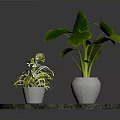 Large Leafy Plant and Small Green Plant in White Pots on Round Marble Tabletop