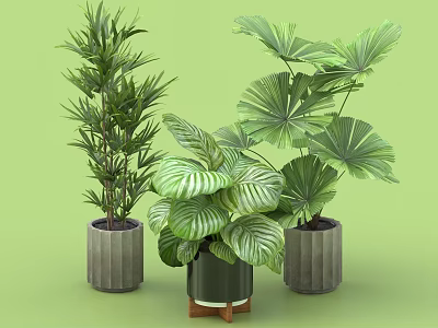 Indoor Decorative Potted Plants With Various Green Foliage And Concrete Ceramic Pots With Wooden Base 3d model