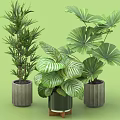 Indoor Decorative Potted Plants With Various Green Foliage And Concrete Ceramic Pots With Wooden Base