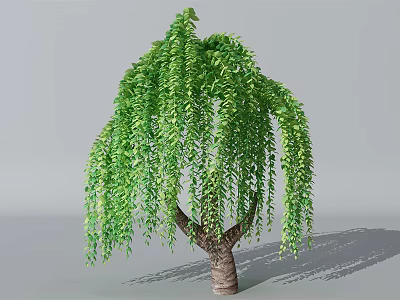 Weeping Willow Tree With Green Drooping Branches And Lush Leaves On Gray Background 3d model