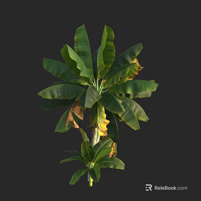 Lush Tree With Large Green Leaves And Some Yellowing Foliage On Dark Background 3d model 