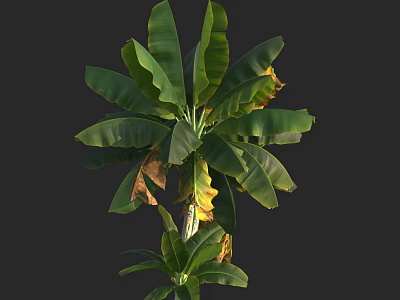 Lush Tree With Large Green Leaves And Some Yellowing Foliage On Dark Background 3d model