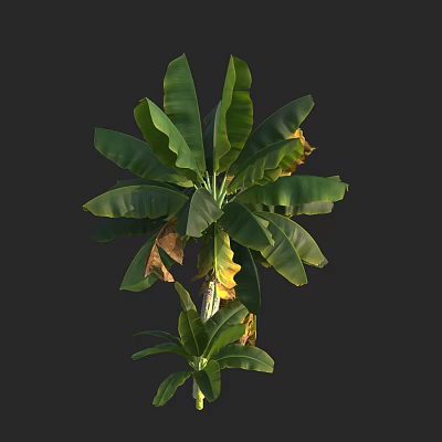 Modern banana tree banana tree 3d model Modern banana tree banana tree 3d model