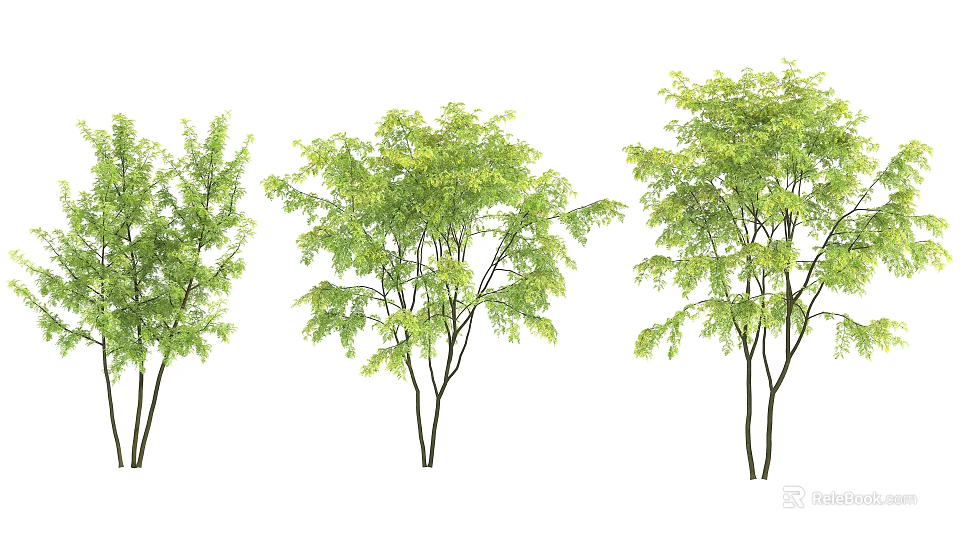 Three Green Leafy Trees With Black Trunks Arranged In Row On White Background 3d model