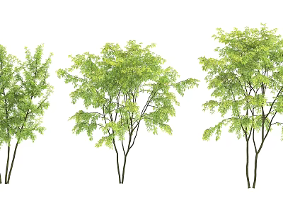 Three Green Leafy Trees With Black Trunks Arranged In Row On White Background 3d model