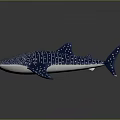 Whale Shark With Smooth Blue Body White Spots And Stripes On Dark Background