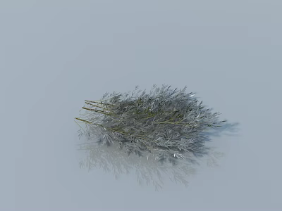 Natural Silver Feathery Grass Ornamental Plants On Light Background With Subtle Reflection 3d model