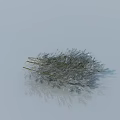Natural Silver Feathery Grass Ornamental Plants On Light Background With Subtle Reflection 3d model