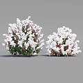 Decorative Flowering Bushes With White And Red Blooms And Green Leaves