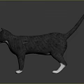 Gray Cat Standing With White Paws Chest And Yellow Eyes On Smooth Black Surface