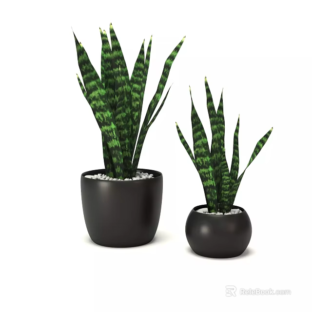 Decorative Potted Sansevieria Plants in Black Pots with White Pebbles and Different Sizes 3d model 