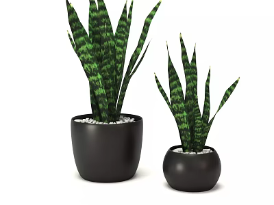 Decorative Potted Sansevieria Plants in Black Pots with White Pebbles and Different Sizes 3d model