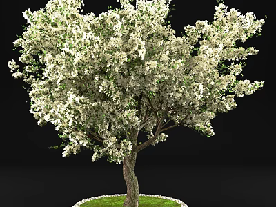 Tall Arbor with Abundant White Flowers Thick Trunk and Lush Green Grass Around Base 3d model
