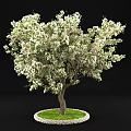 Tall Arbor with Abundant White Flowers Thick Trunk and Lush Green Grass Around Base